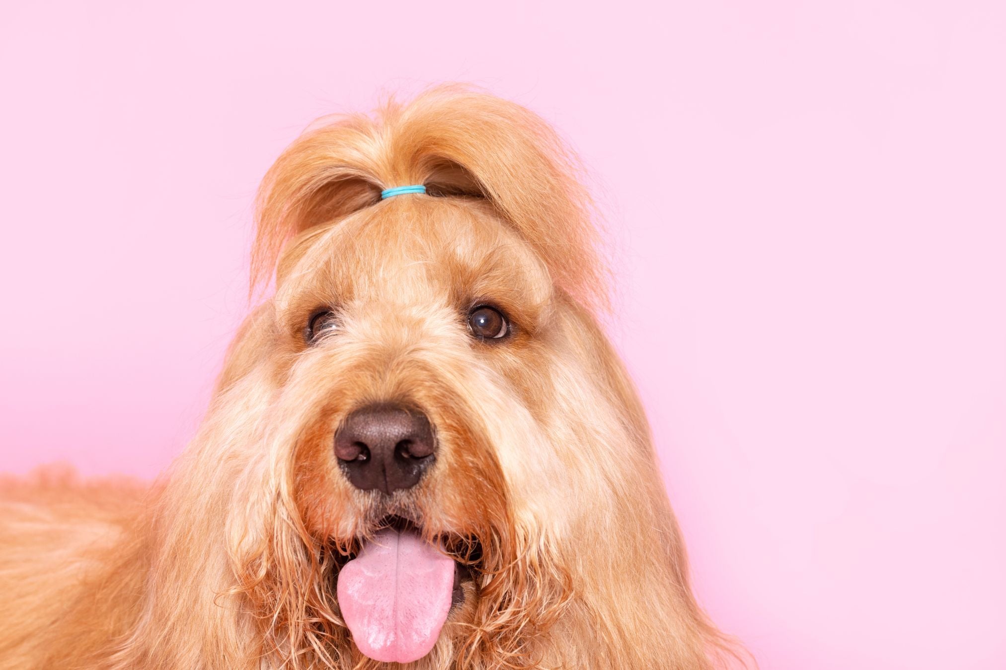Dog long fur store
