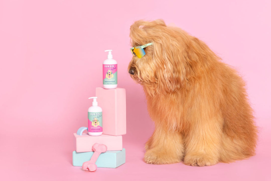 Pamper Your Pup: Guide to Shampooing and Conditioning Your Dog's Coat 🛁🐾
