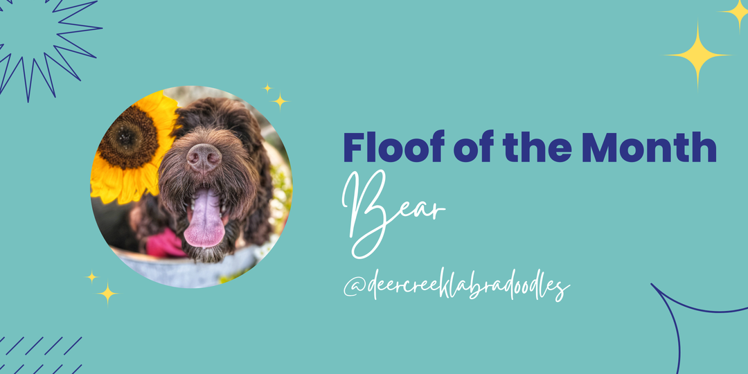 Floof of the Month: Bear @deercreeklabradoodles