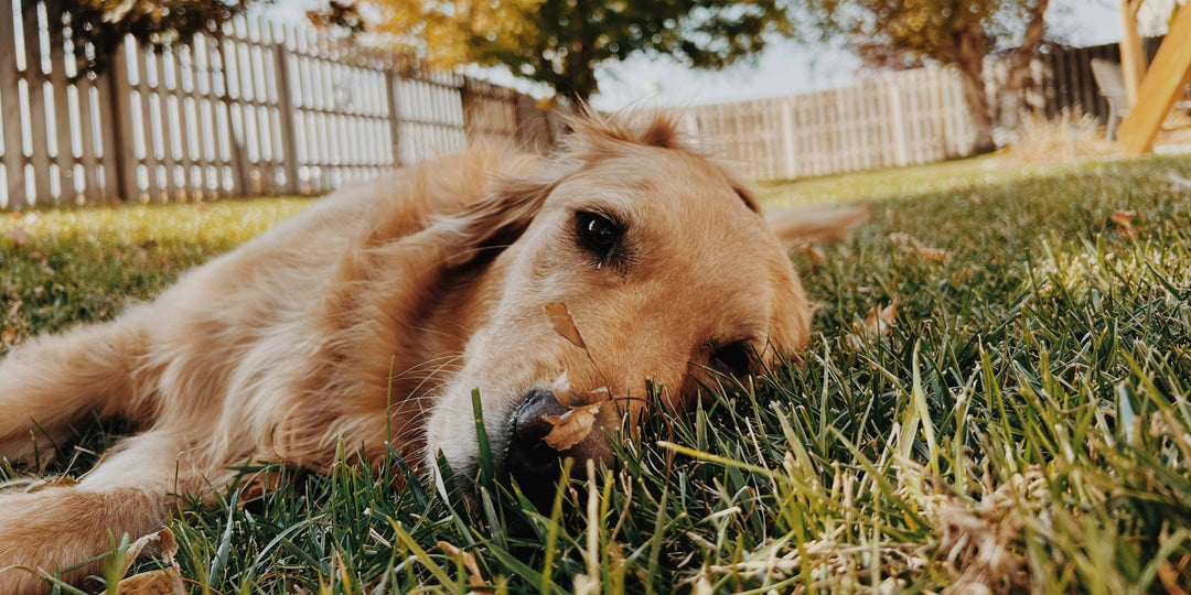 What the Floof: Why Is My Dog Shedding Like Crazy in the Fall?