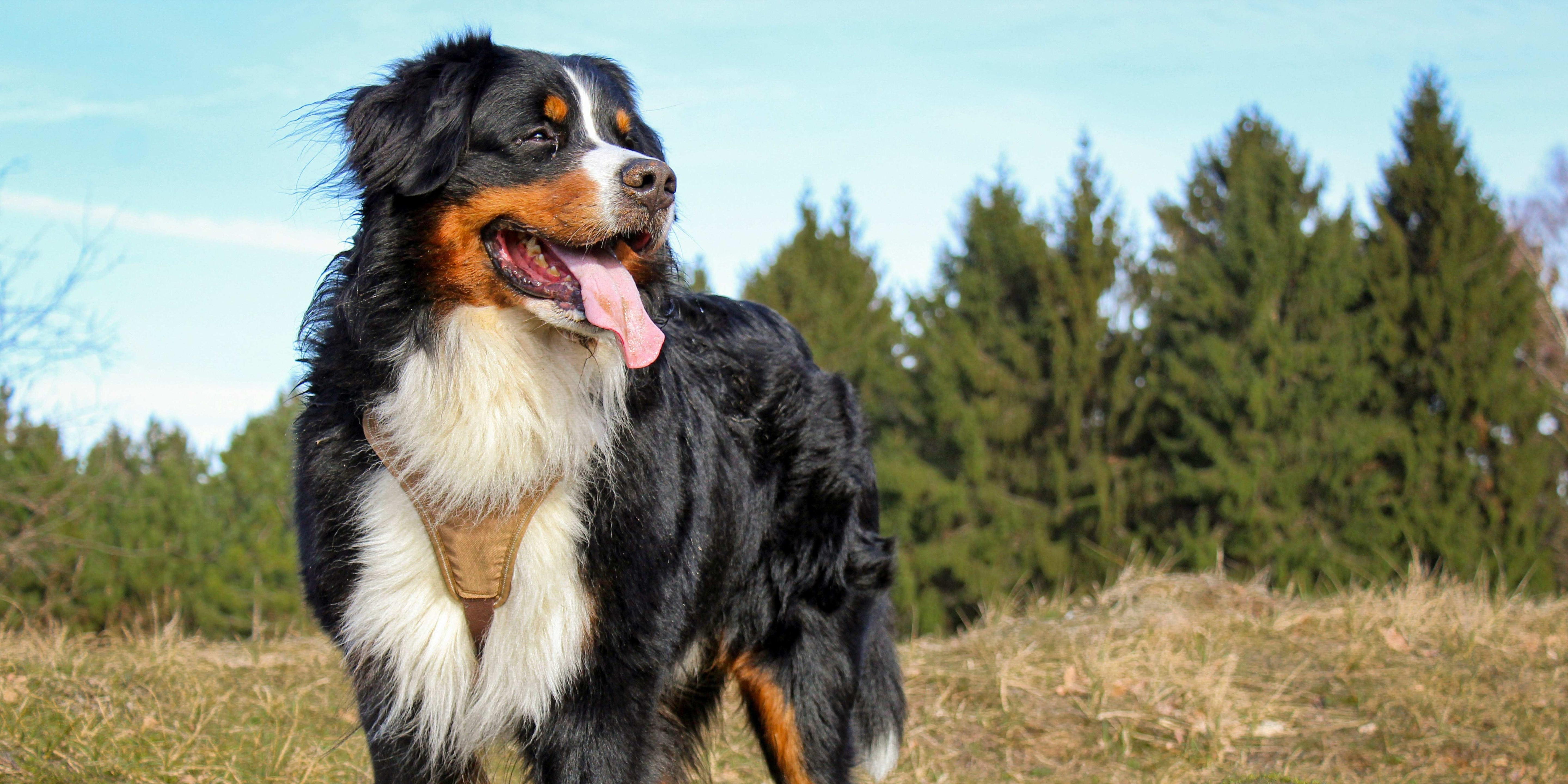 What the Floof is Seasonal Shedding?