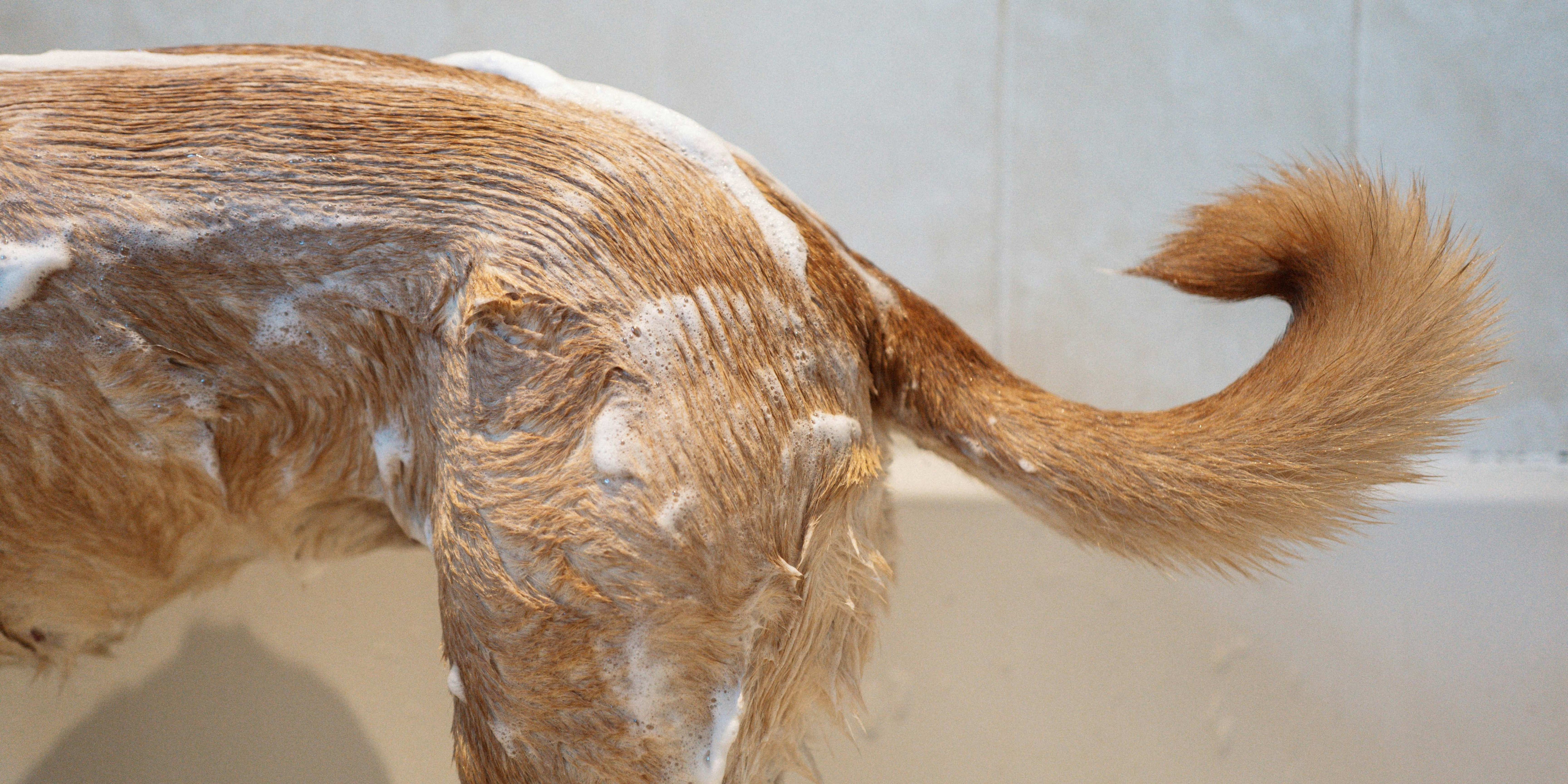 Spring Clean Your Floof (Inside & Out)