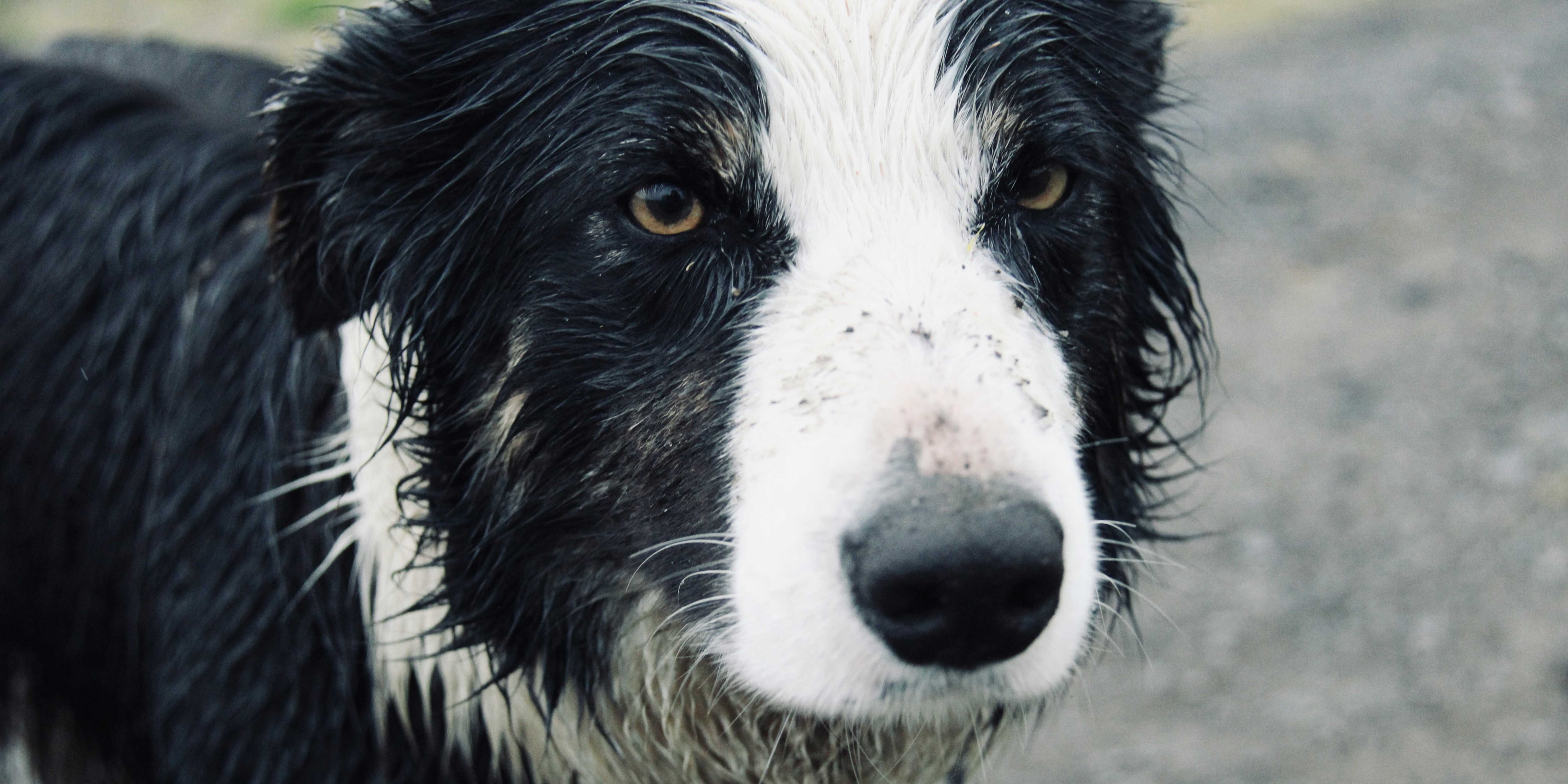 What the Floof is April Showers Doing to My Dog?