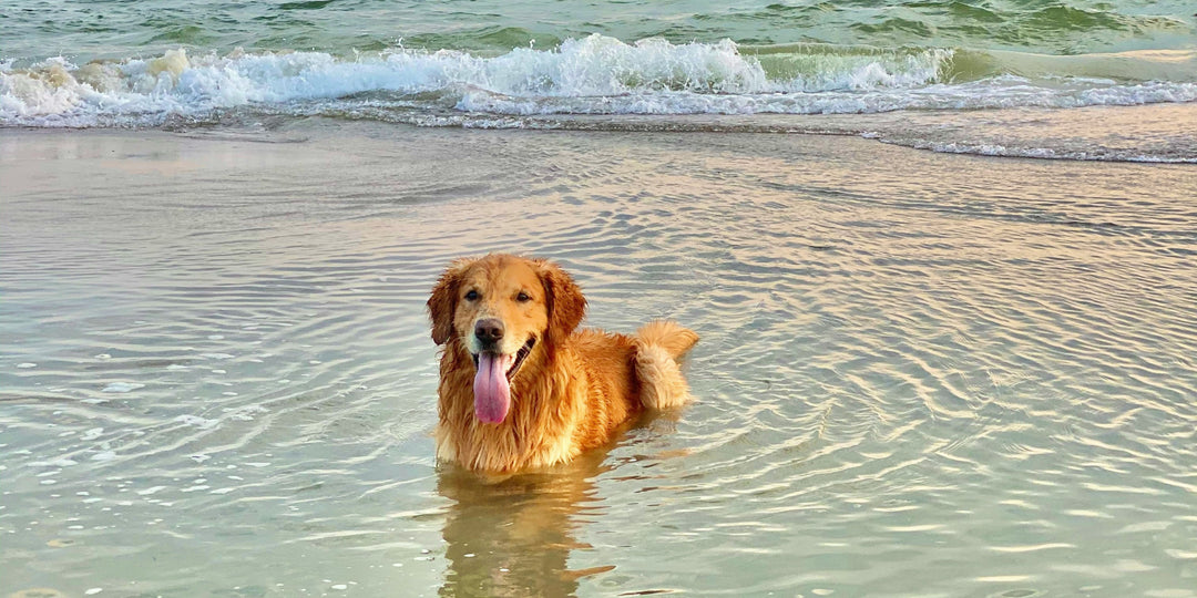 Beach Days & Dirty Dogs: The Summer Grooming Routine Every Pup Needs