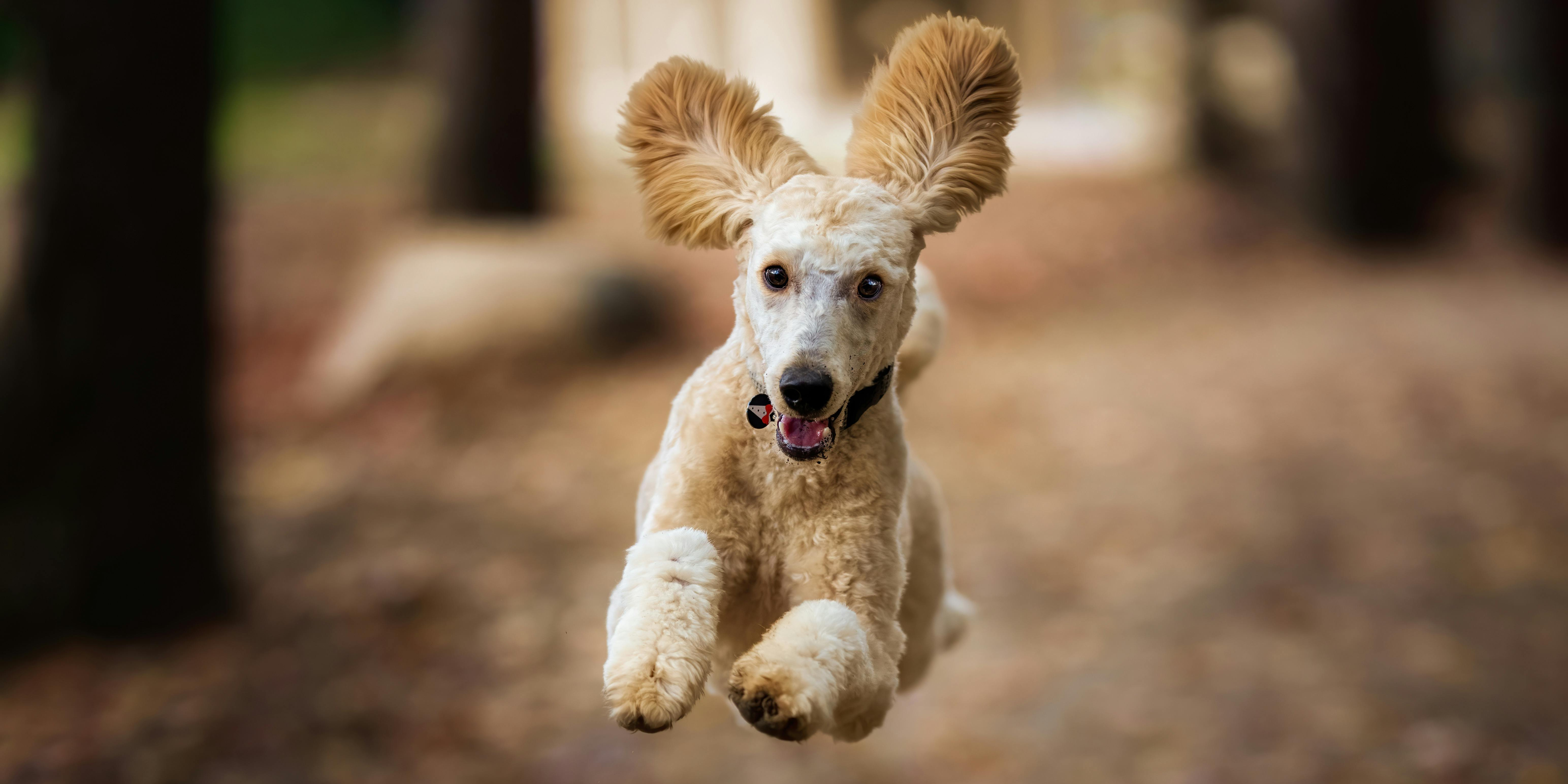 How to Groom Me for Fall: A Pup's Perspective